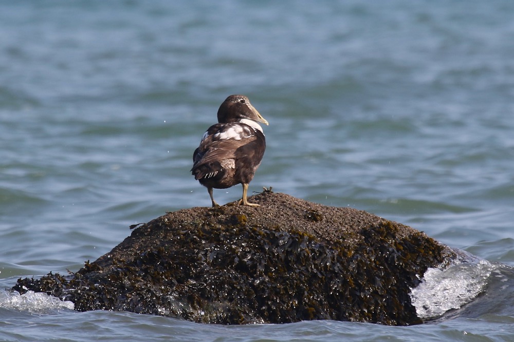 eider à duvet