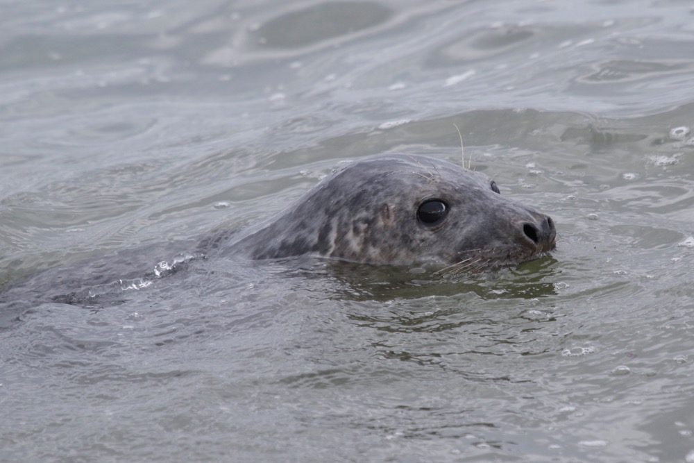 phoque gris