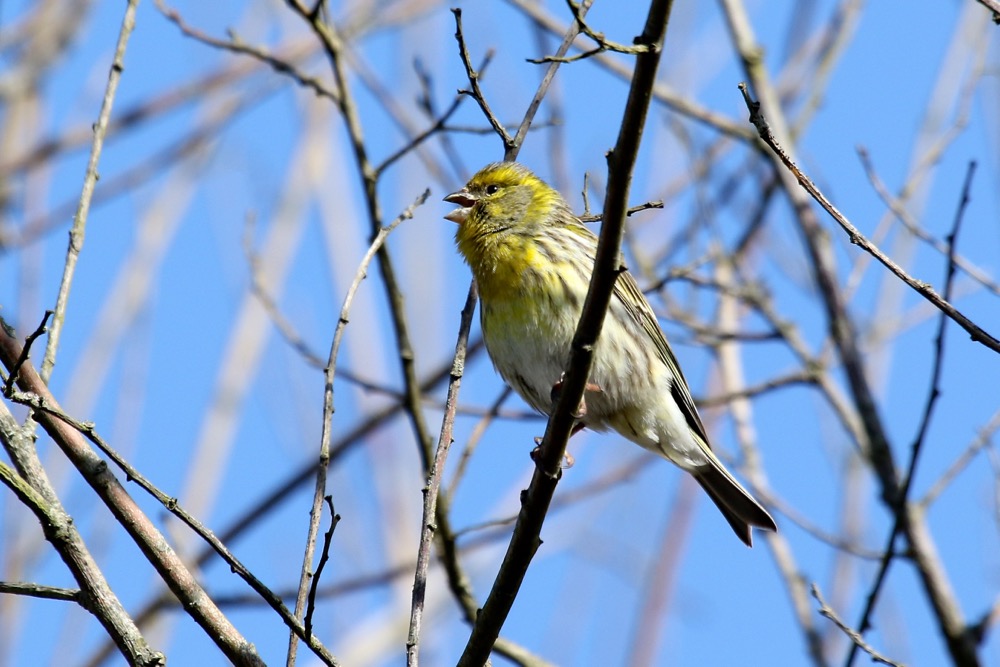 serin cini
