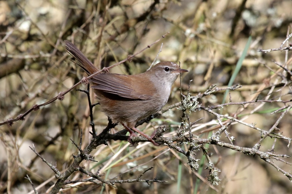 bouscarle de Cetti