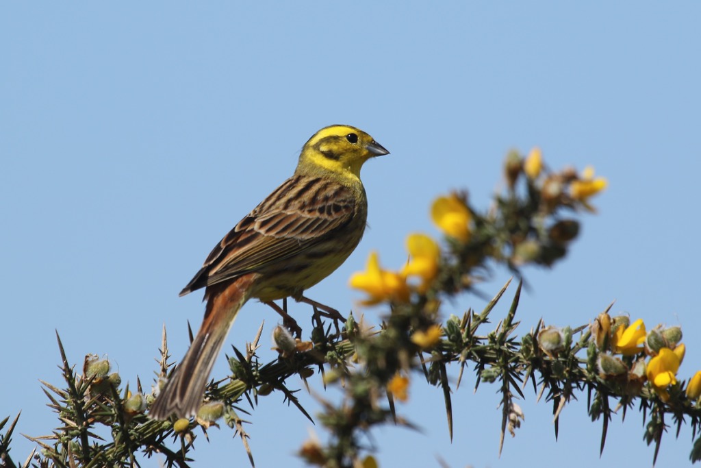 bruant jaune