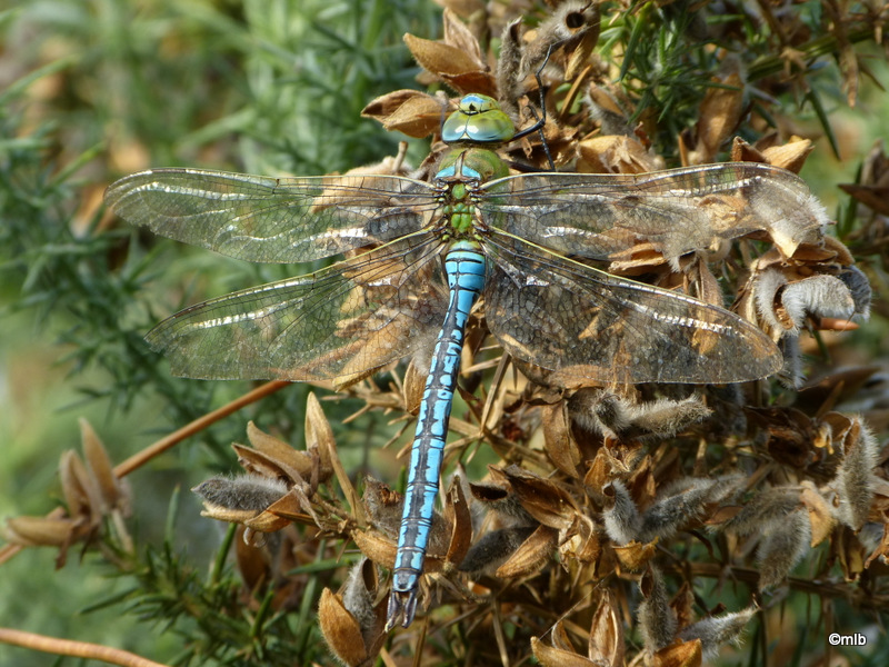 anax empereur