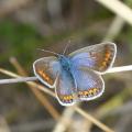 Argus bleu ♀