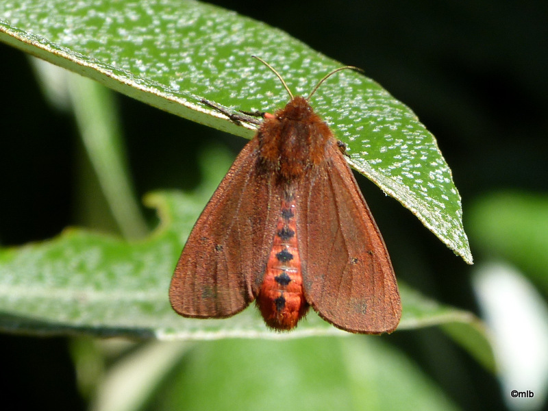Ecaille cramoisie