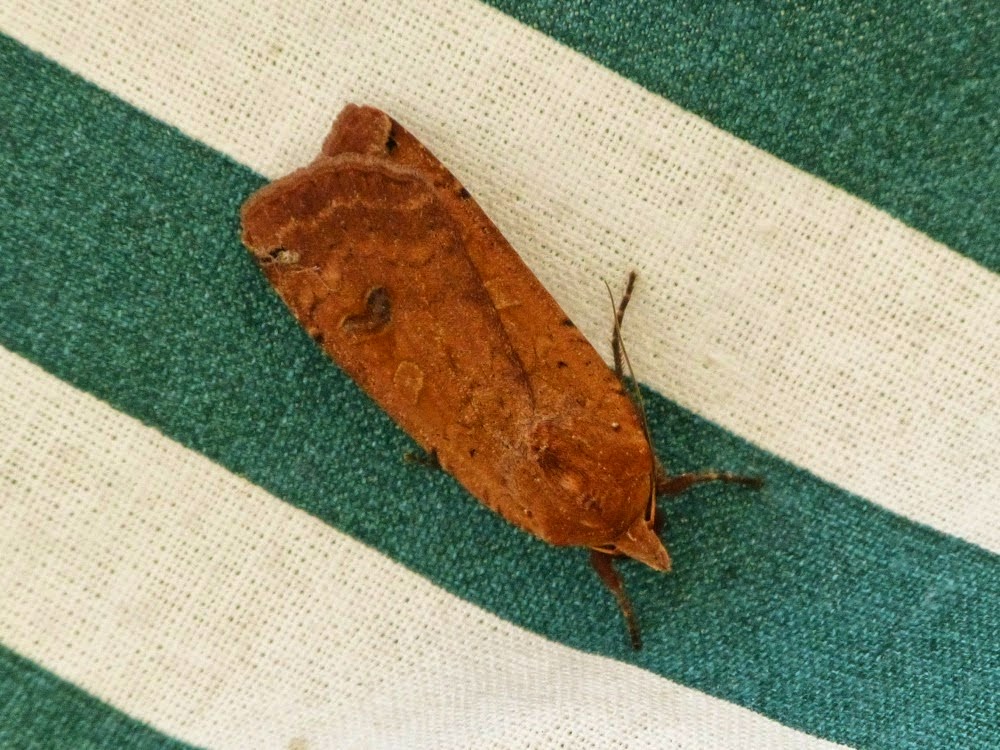 fiancée (noctua pronuba)