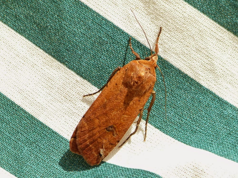 fiancée (noctua pronuba)