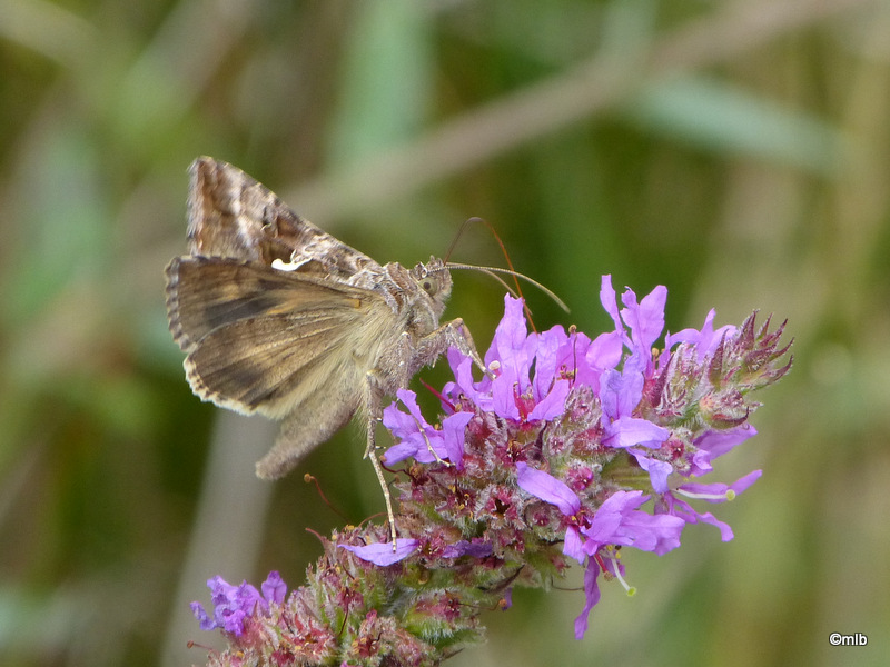 Noctuelle Gamma