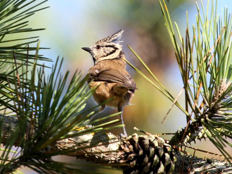 mésange huppée