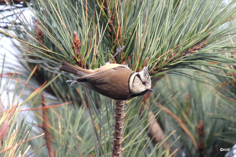 mésange huppée