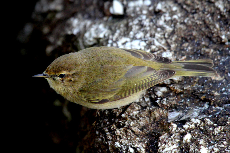 pouillot véloce