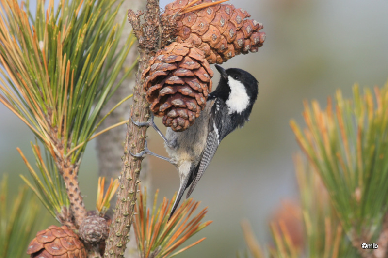 mésange noire