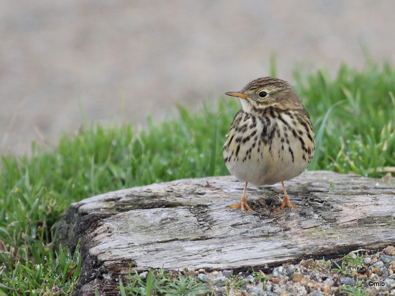 pipit farlouse