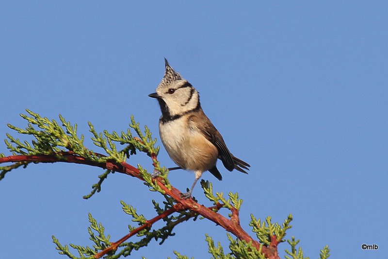 mésange huppée