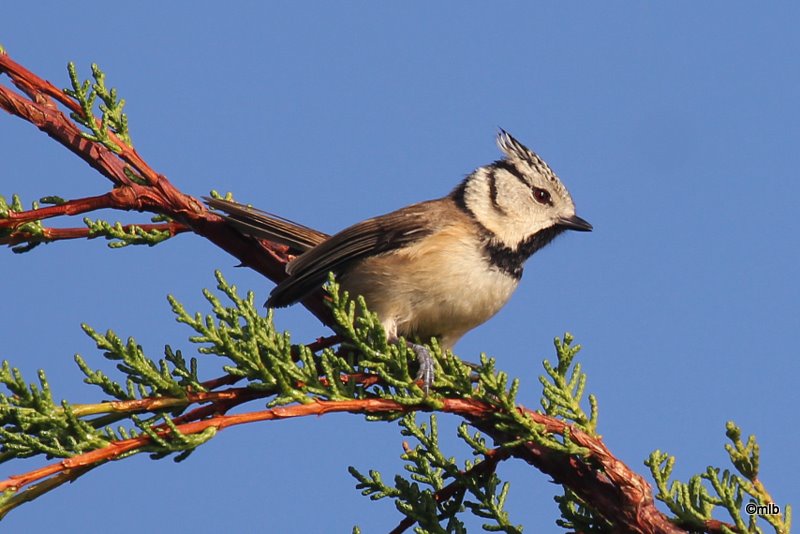 mésange huppée