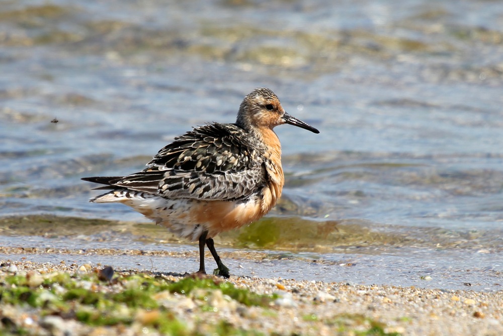 25/7/2014, Pointe de mousterlin