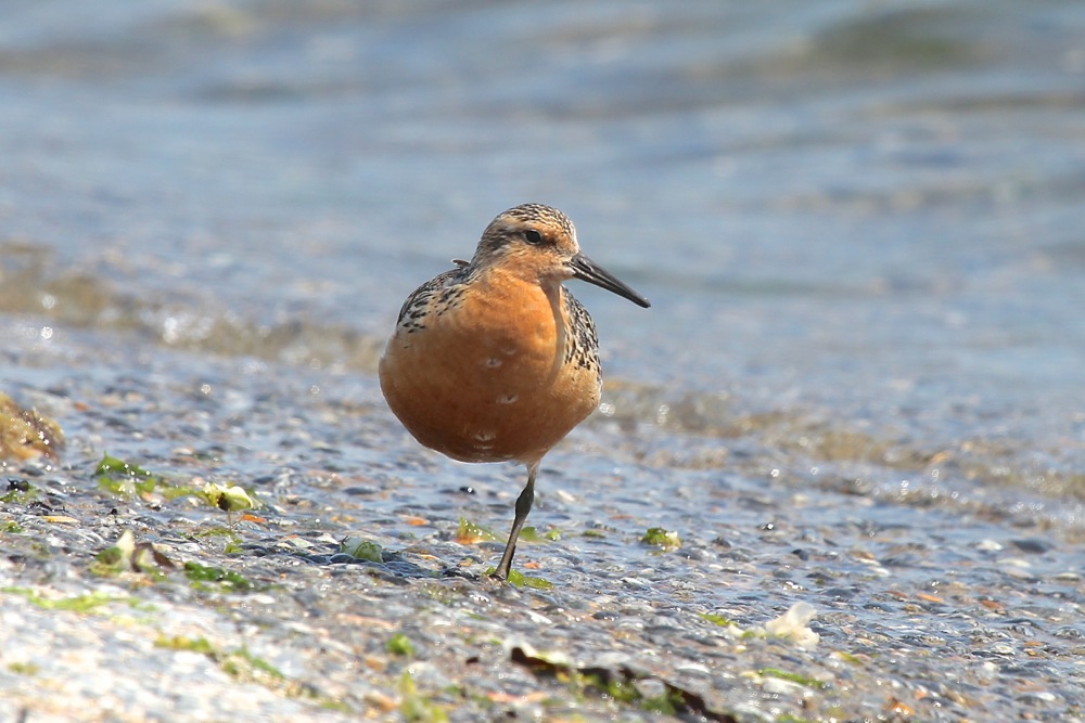 25/7/2014, Pointe de mousterlin