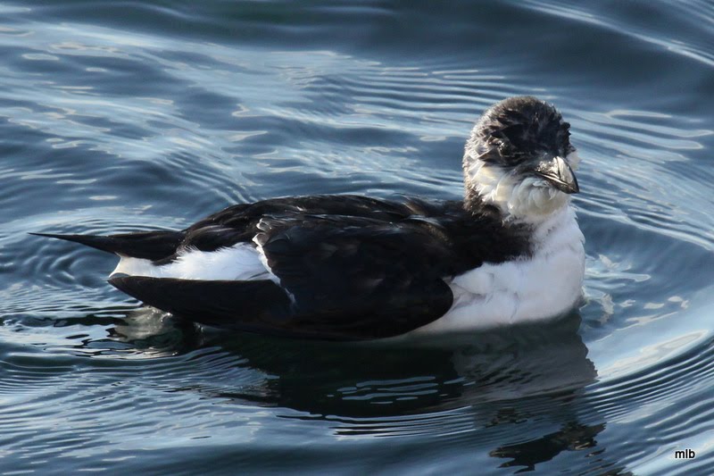 pingouin torda