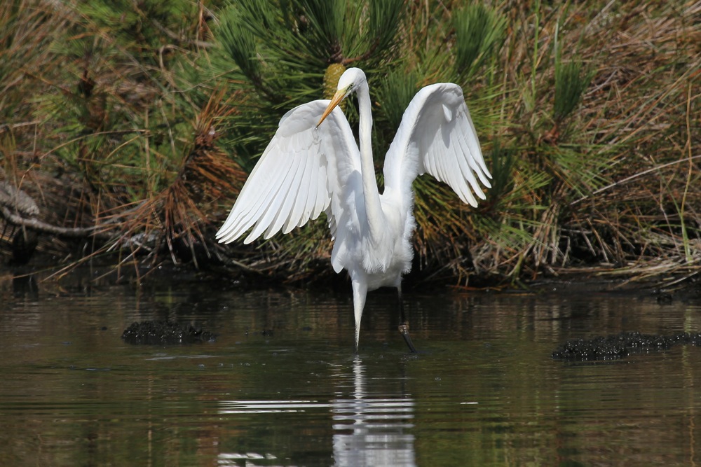7/8/14, Fouesnant, marais vers Coat-Clevarec, action de pêche