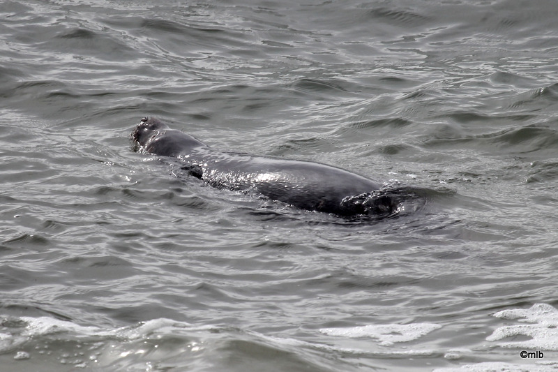 phoque gris