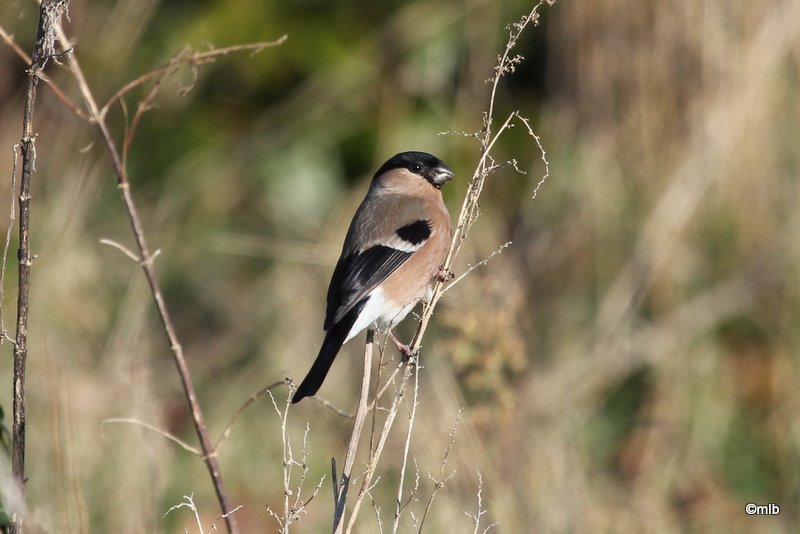 11/02/2012, femelle en bordure du marais de Mousterlin.