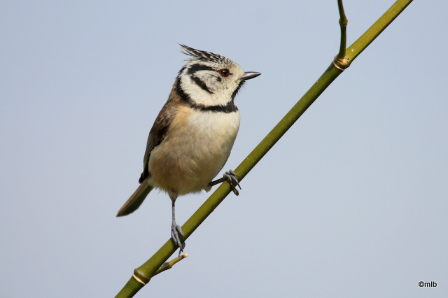 mésange huppée