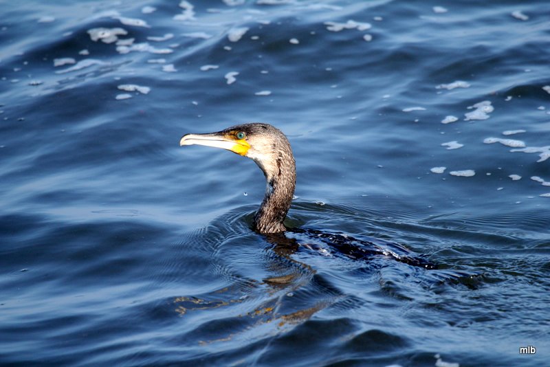 grand cormoran
