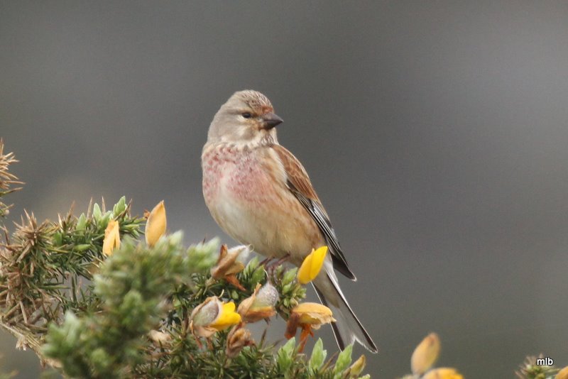 linotte mélodieuse