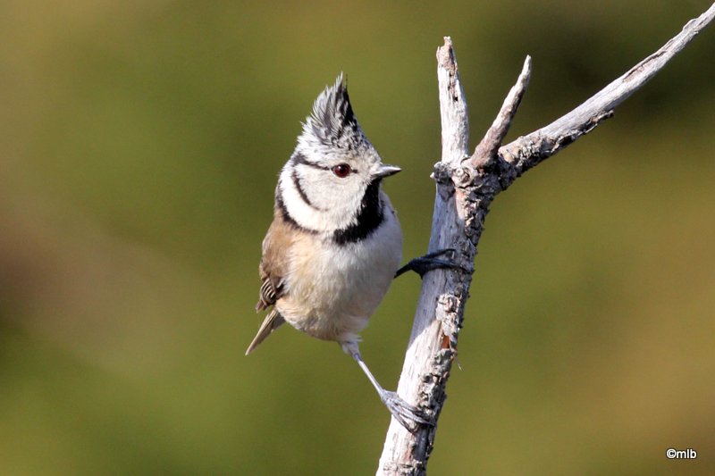mésange huppée
