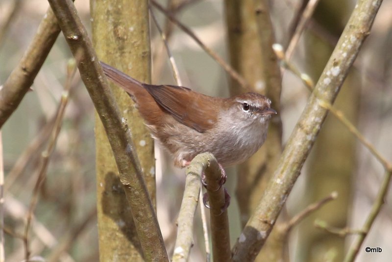 28/04/2012, Cleut-Rouz, Fouesnant