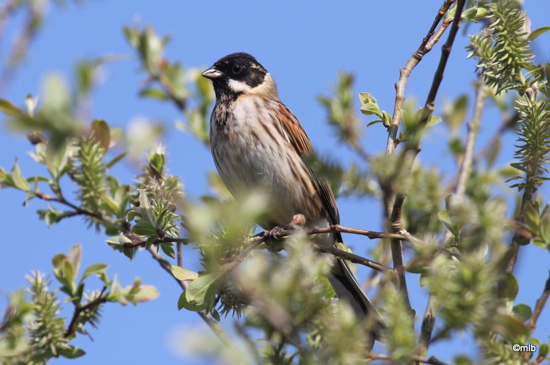 28/3/2012, marais de Mousterlin