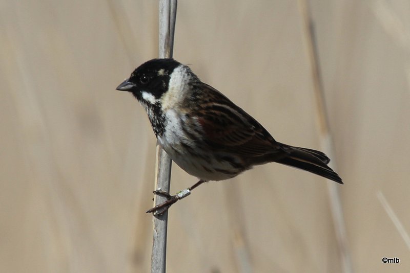 12/3/2012, marais de Trunvel, Tréogat