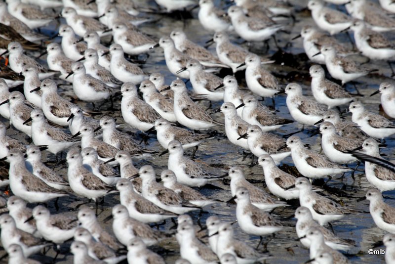bécasseaux sanderlings