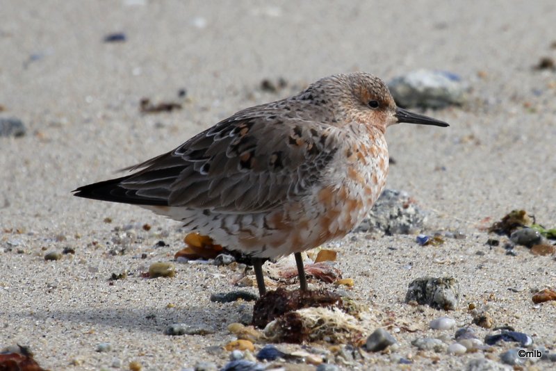17/4/2012, corniche de Mousterlin