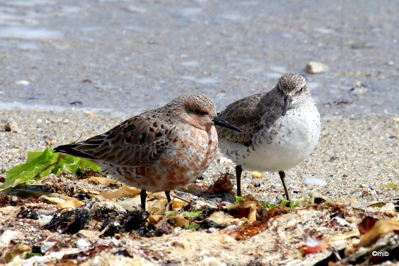 17/4/2012, corniche de Mousterlin