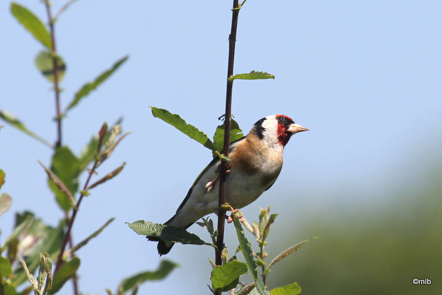 chardonneret élégant
