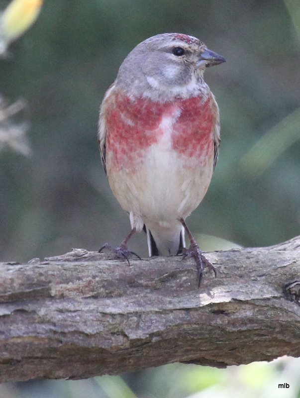 linotte mélodieuse