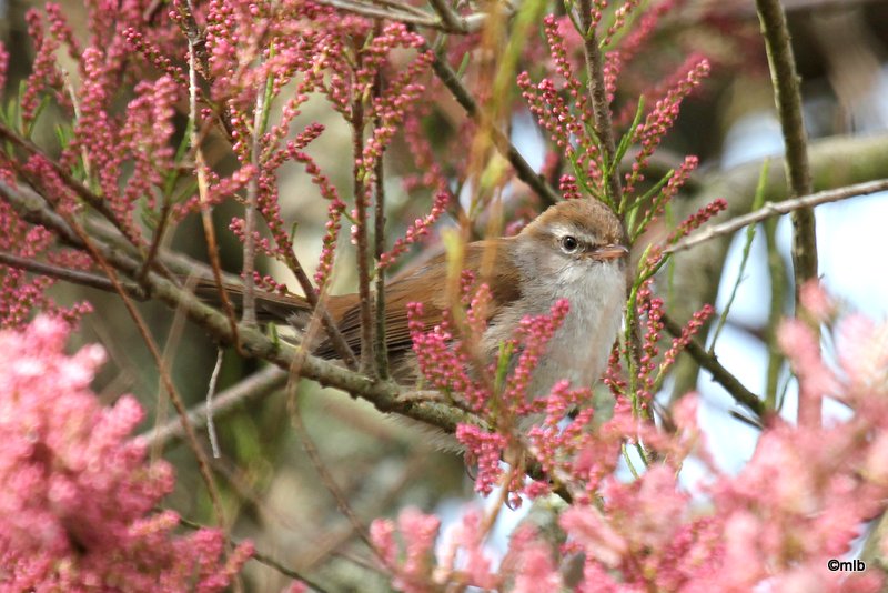 28/04/2012, Cleut-Rouz, Fouesnant