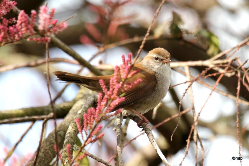28/04/2012, Cleut-Rouz, Fouesnant