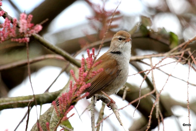 28/04/2012, Cleut-Rouz, Fouesnant