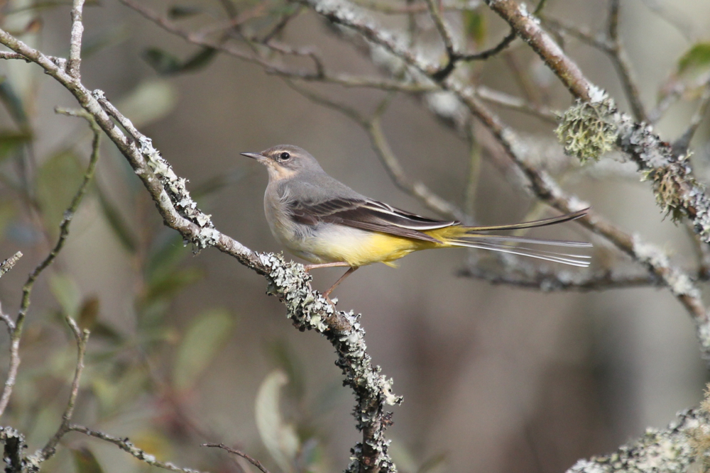5/11/14, Marais de Mousterlin, vers Coat Clevarec