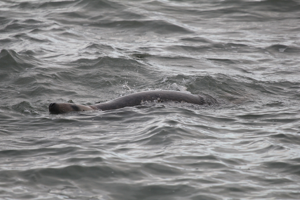 phoque gris