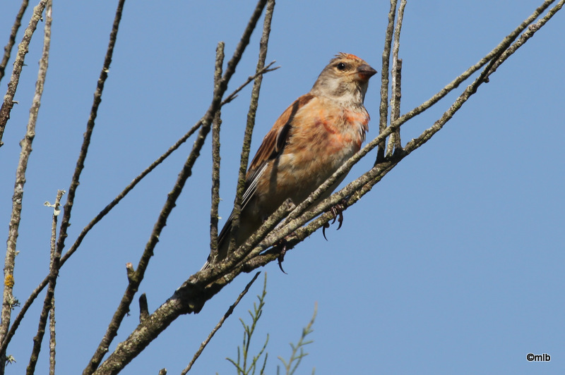 linotte mélodieuse