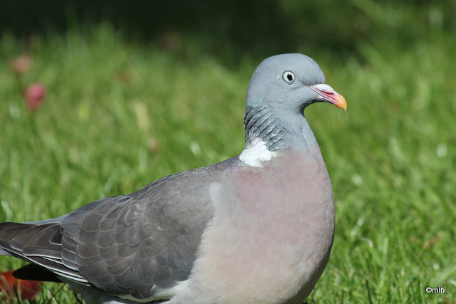 pigeon ramier