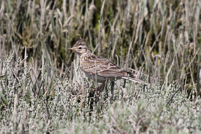 Mer Blanche, Mousterlin, 31/5/2012