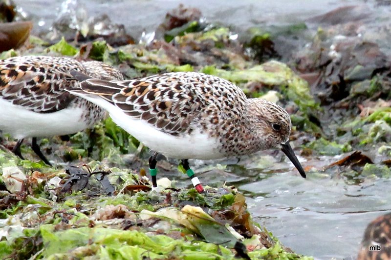 bécasseau sanderling bagué
