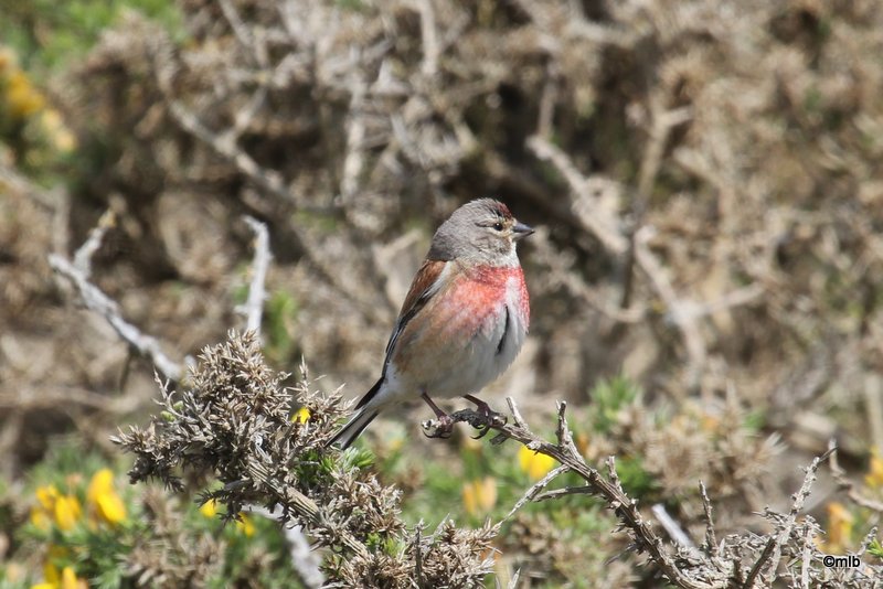 linotte mélodieuse