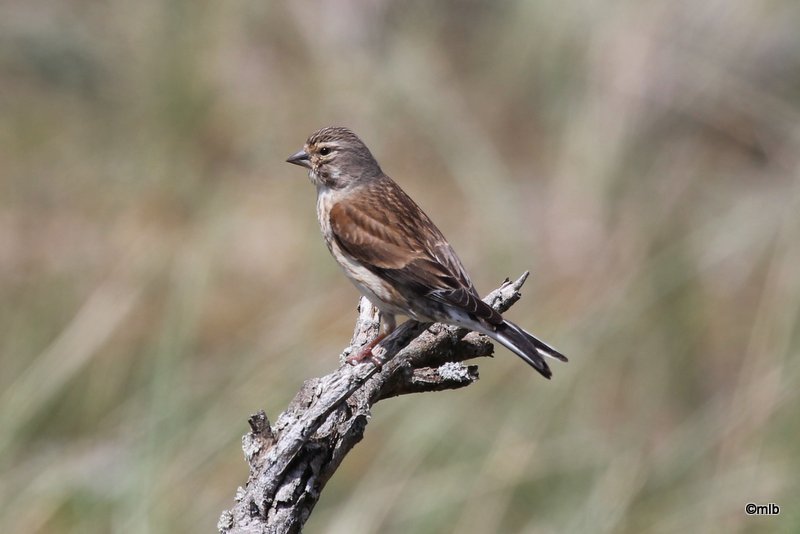 linotte mélodieuse