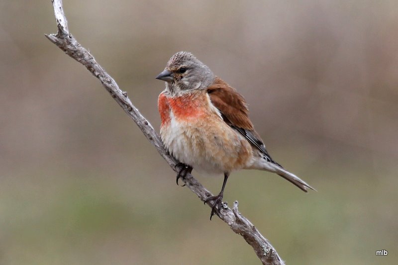 linotte mélodieuse