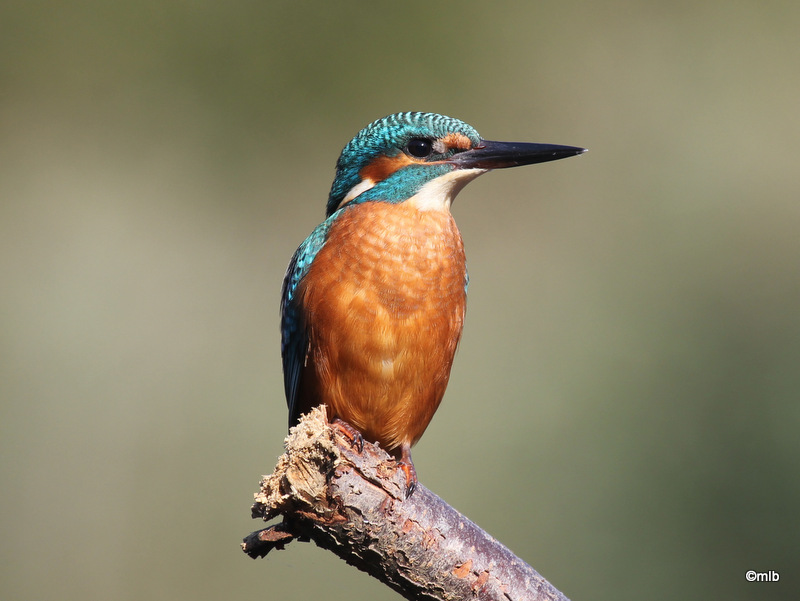 martin-pêcheur d'Europe