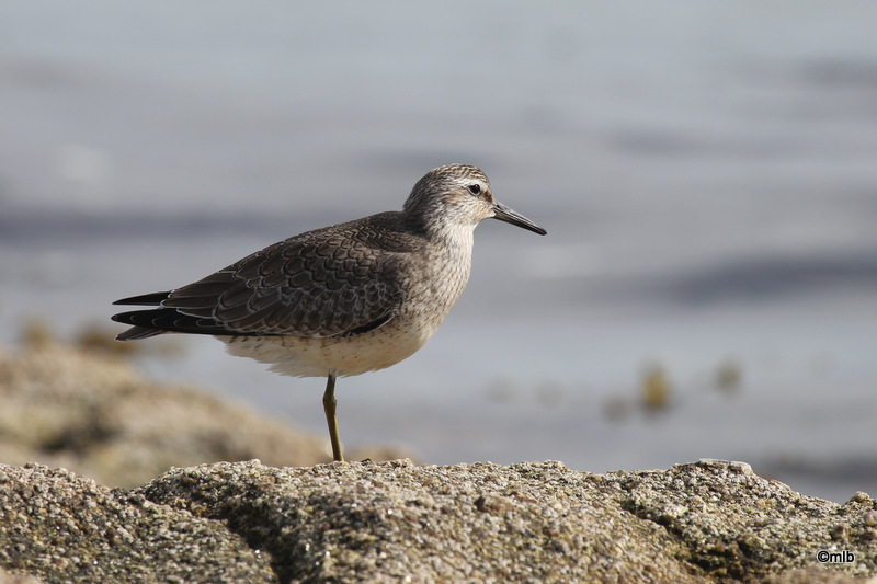 4/10/2013, corniche de Mousterlin